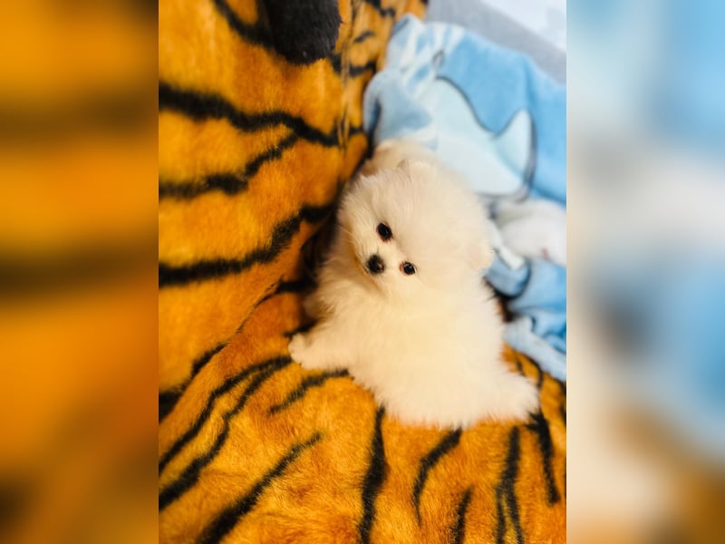 Zuckersüße Zwergspitz / Pomeranian Boo Typ Rüden
