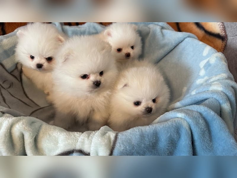 Zuckersüße Zwergspitz / Pomeranian Boo Typ Rüden
