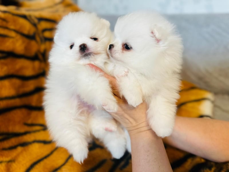 Zuckersüße Zwergspitz / Pomeranian Boo Typ Rüden