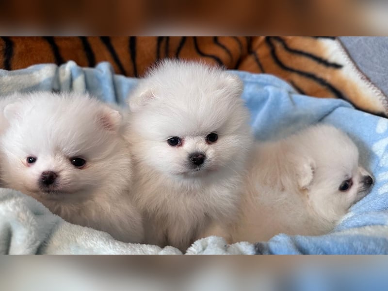 Zuckersüße Zwergspitz / Pomeranian Boo Typ Rüden