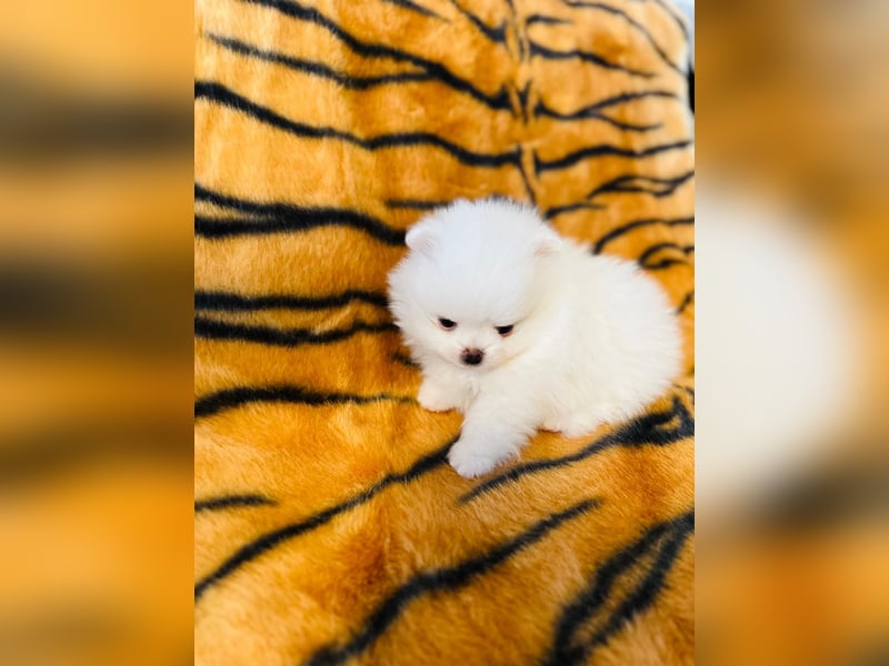 Zuckersüße Zwergspitz / Pomeranian Boo Typ Rüden