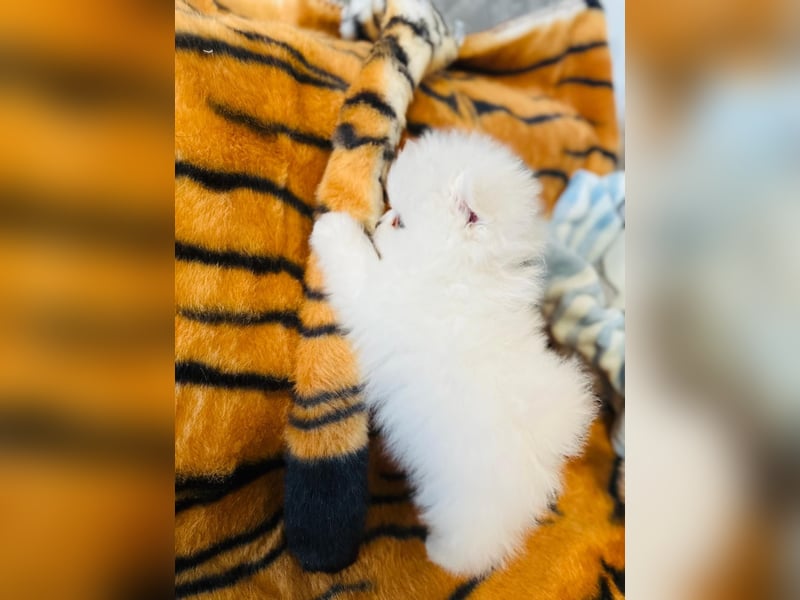 Zuckersüße Zwergspitz / Pomeranian Boo Typ Rüden