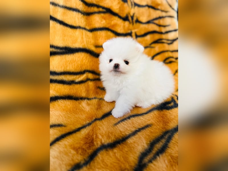 Zuckersüße Zwergspitz / Pomeranian Boo Typ Rüden
