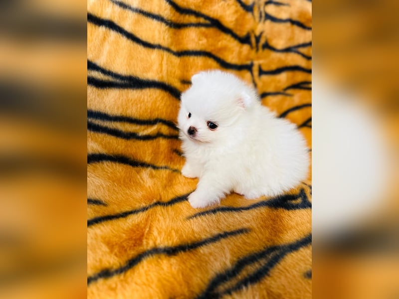 Zuckersüße Zwergspitz / Pomeranian Boo Typ Rüden