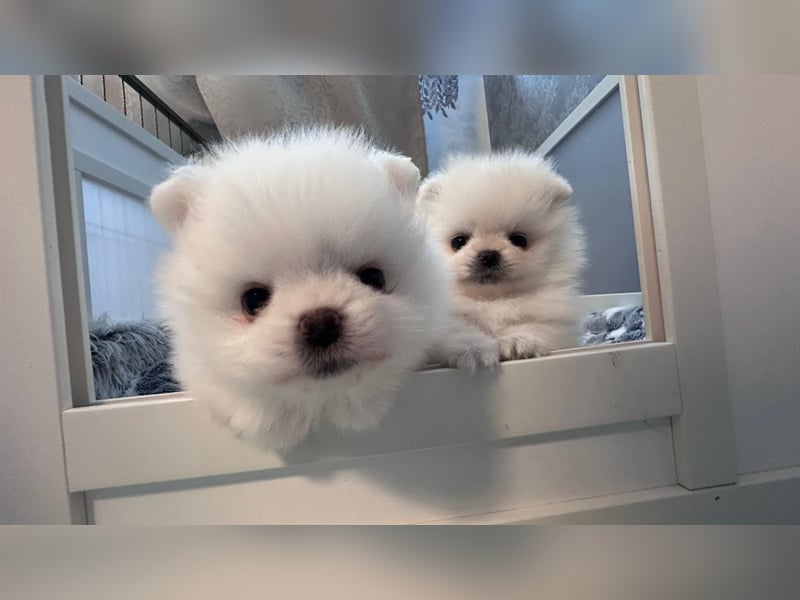 Zuckersüße Zwergspitz / Pomeranian Boo Typ Rüden