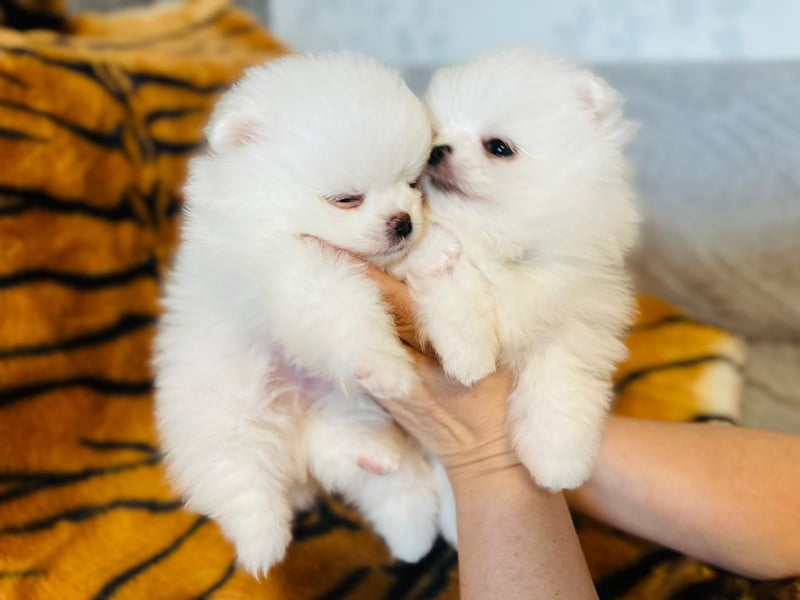 Zuckersüße Zwergspitz / Pomeranian Boo Typ Rüden