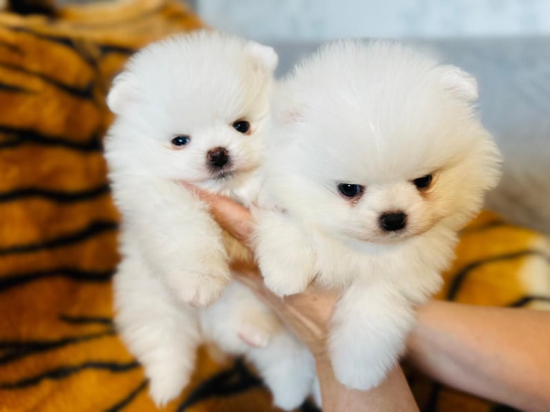 Zuckersüße Zwergspitz / Pomeranian Boo Typ Rüden
