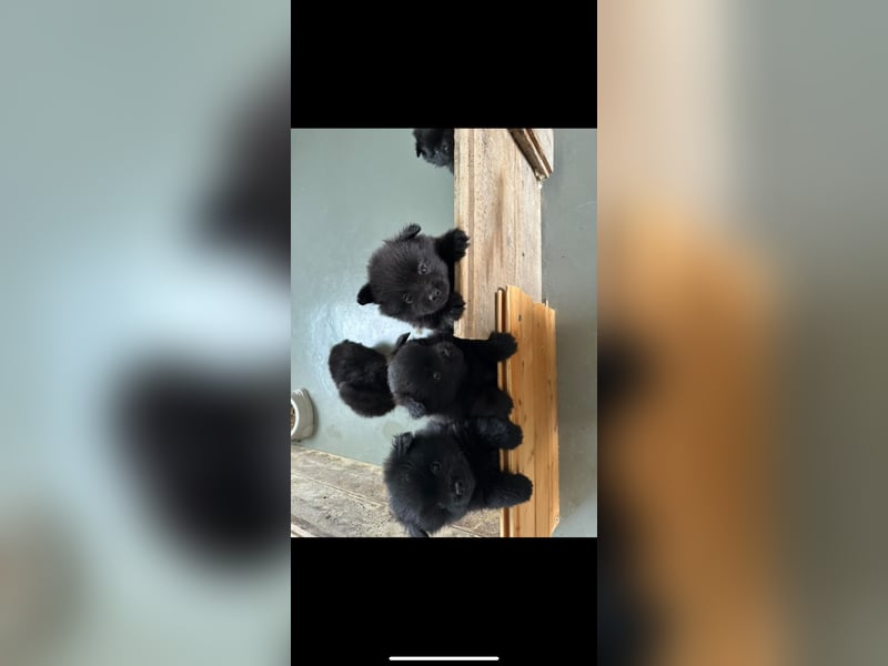 Pomeranien Boo Zwergspitz m w. Schwarz