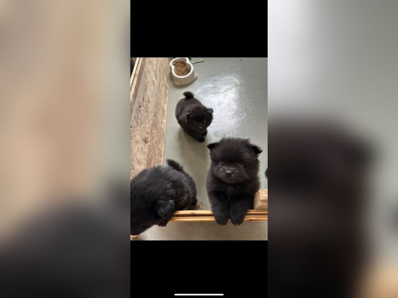 Pomeranien Boo Zwergspitz m w. Schwarz