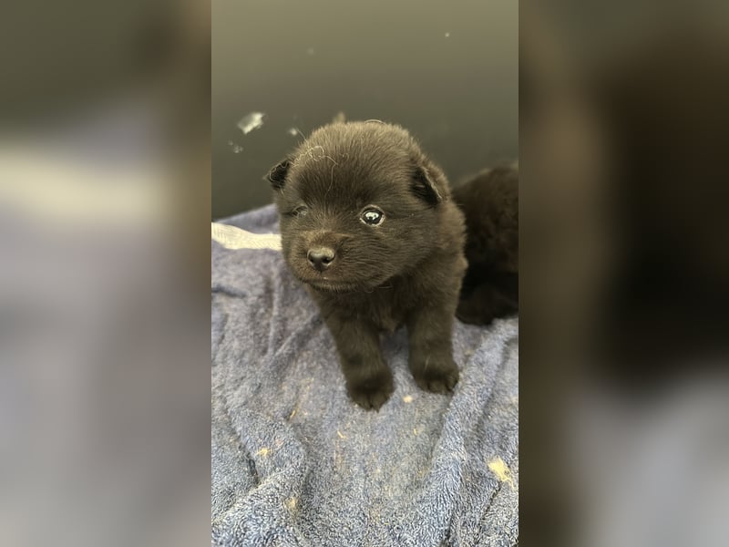 Pomeranien Boo Zwergspitz m w. Schwarz
