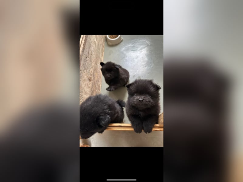 Pomeranien Boo Zwergspitz m w. Schwarz