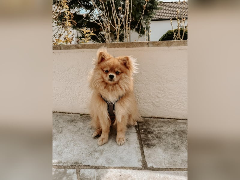 Zwergspitz-Papillon-Rüde „Loki“ - 1 Jahr sucht liebevolles Zuhause