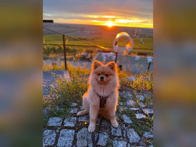 Zwergspitz-Papillon-Rüde „Loki“ - 1 Jahr sucht liebevolles Zuhause