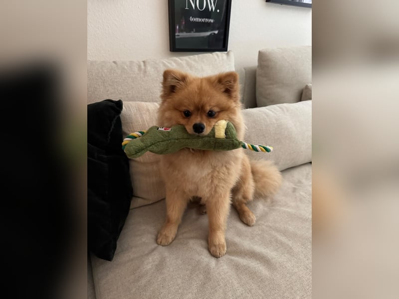 Zwergspitz-Papillon-Rüde „Loki“ - 1 Jahr sucht liebevolles Zuhause