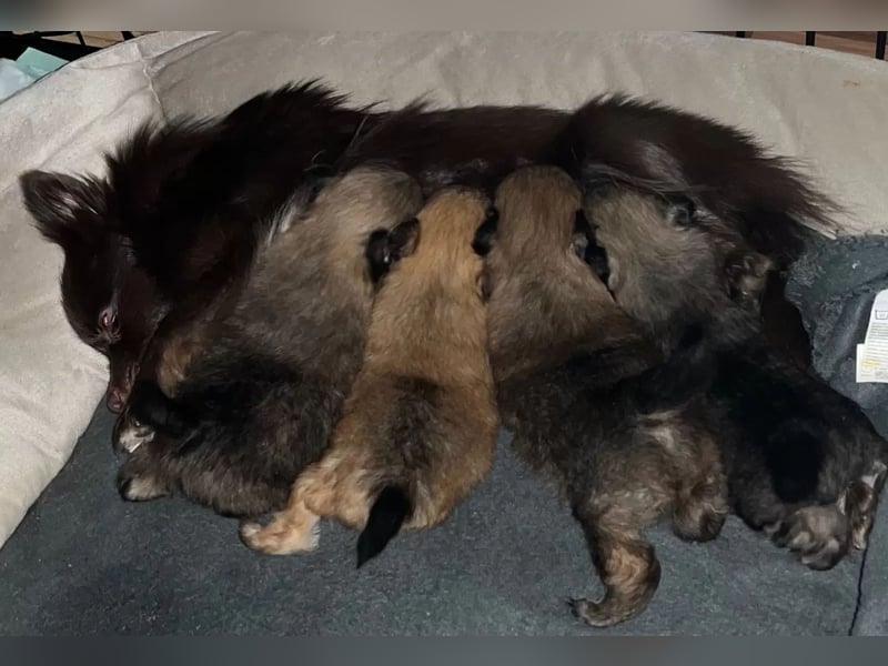 Pomeranian Zwergspitz Welpen