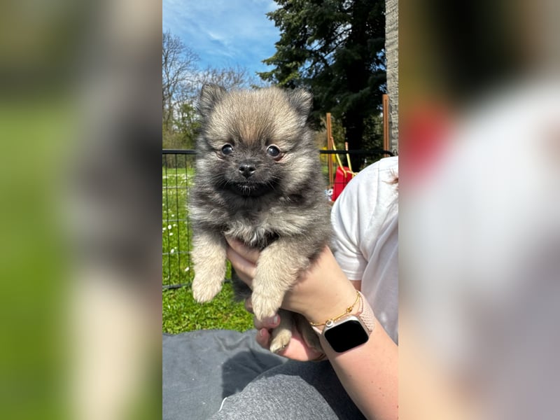 Pomeranian Zwergspitz Welpen