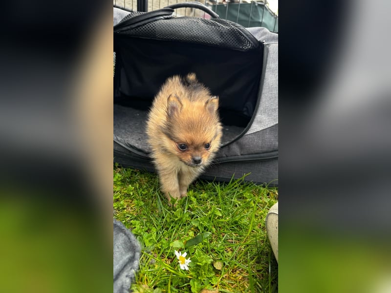 Pomeranian Zwergspitz Welpen
