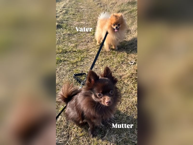 Pomeranian Zwergspitz Welpen