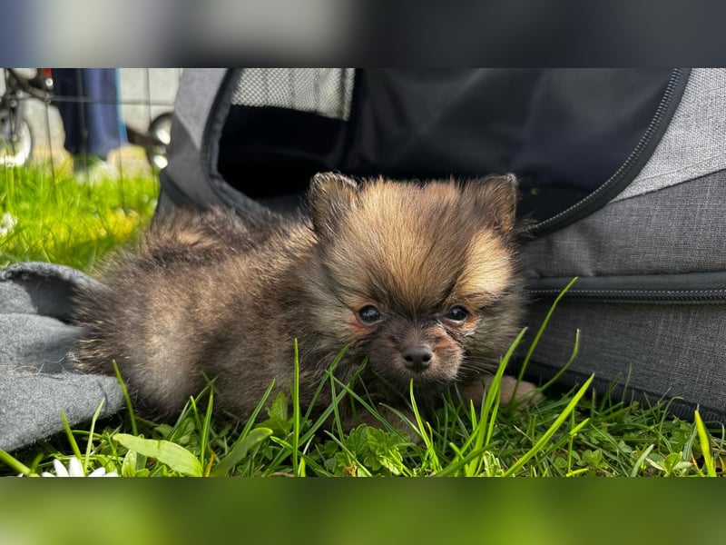 Pomeranian Zwergspitz Welpen
