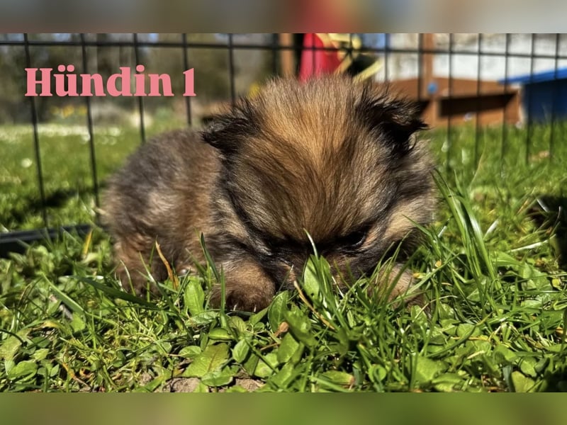 Pomeranian Zwergspitz Welpen