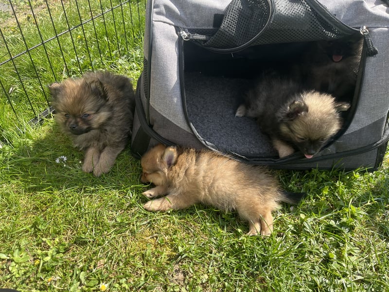 Pomeranian Zwergspitz Welpen