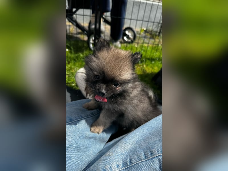 Pomeranian Zwergspitz Welpen