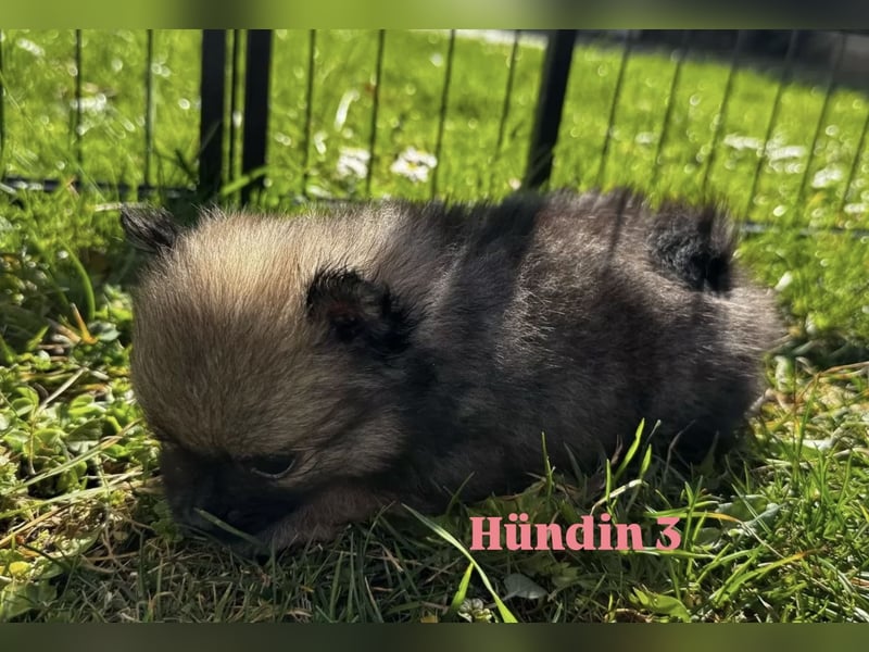 Pomeranian Zwergspitz Welpen