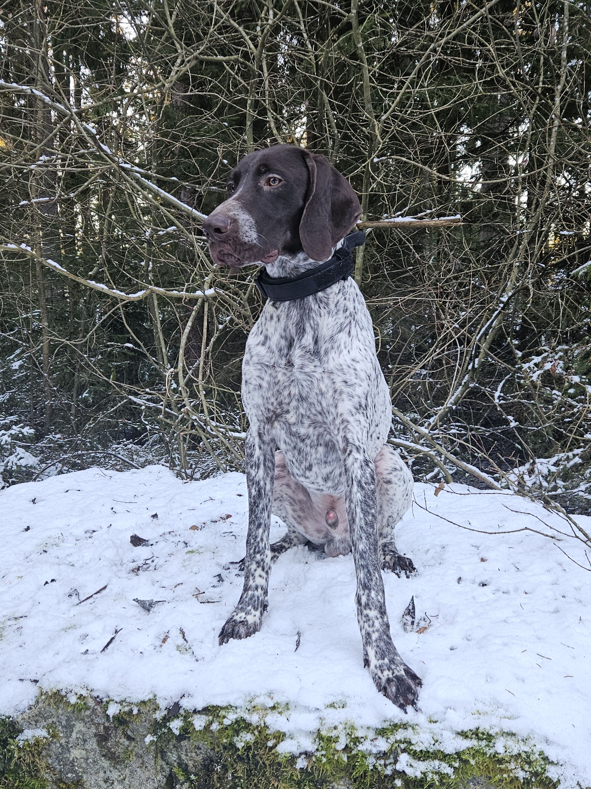 Deutsch Kurzhaar Rüde 11 Monate