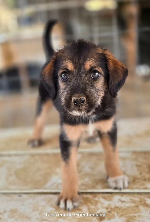 Bowzer Dog Basset Hound Miniature Schnauzer Mix Boys Beagle