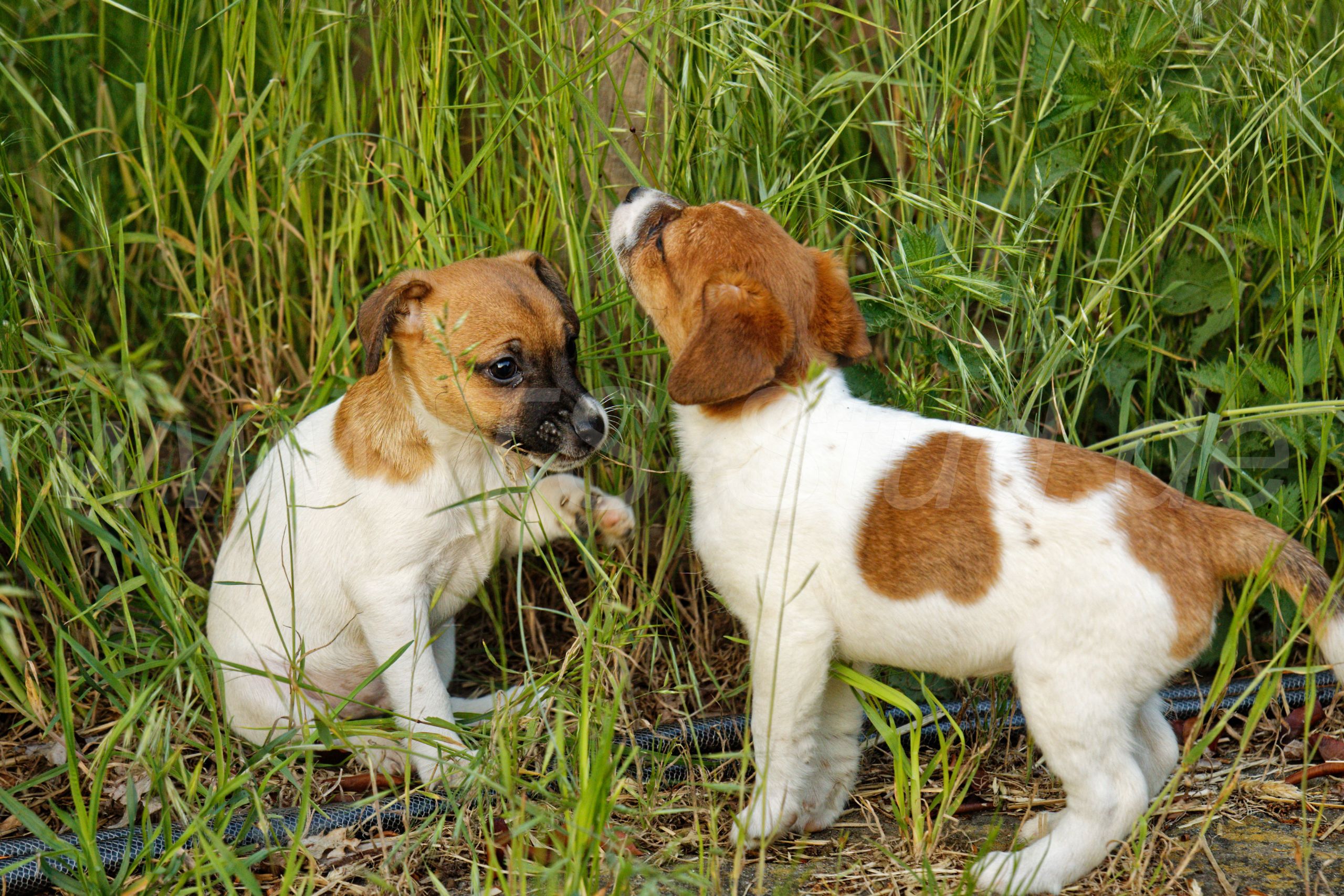 Terrier Mix Russell Terrier Welpen Kaufen Jack Russel