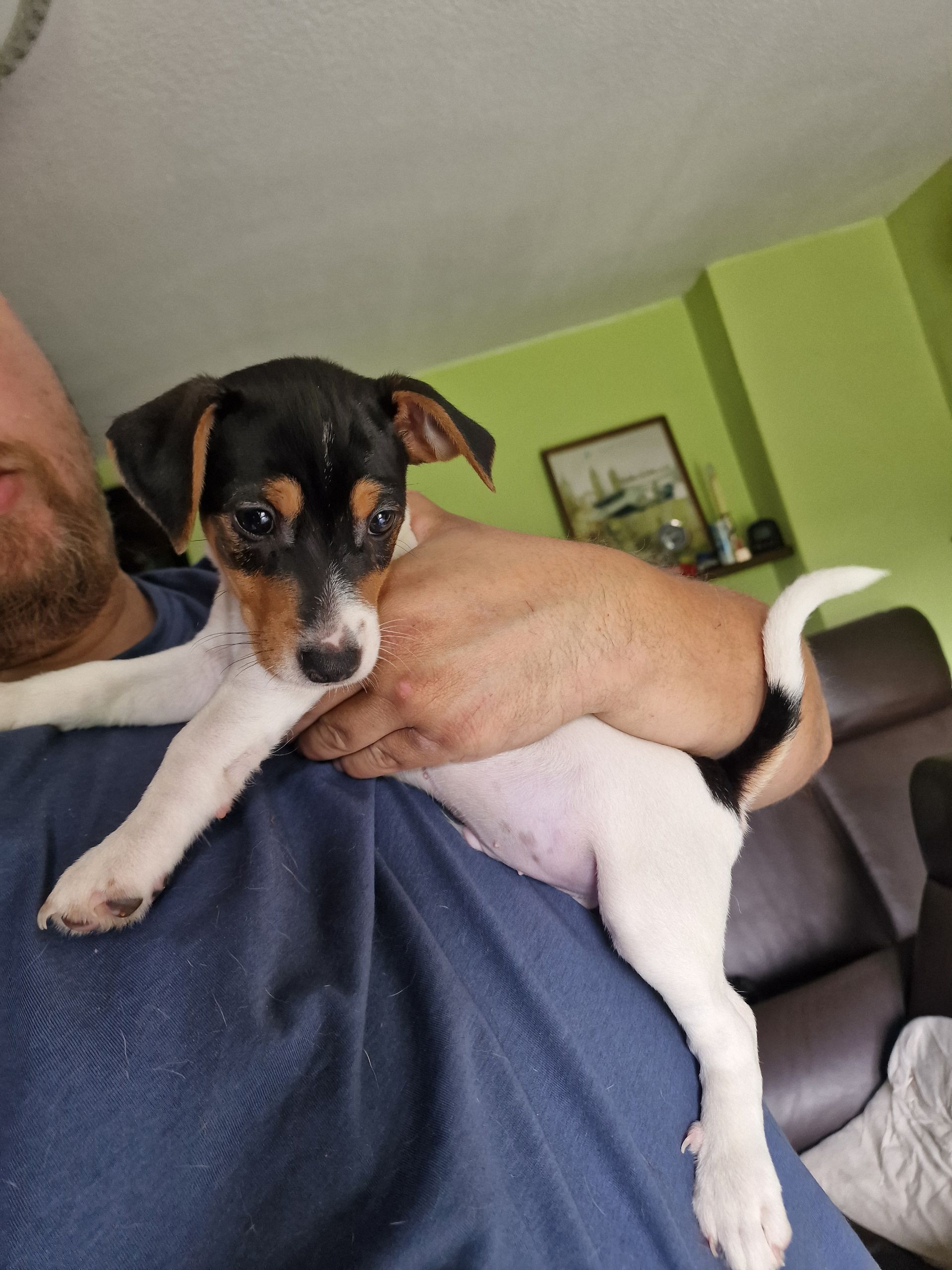 Hund Schwarzer Jack Russel Terrier Mix Hunderassen Jack Russell