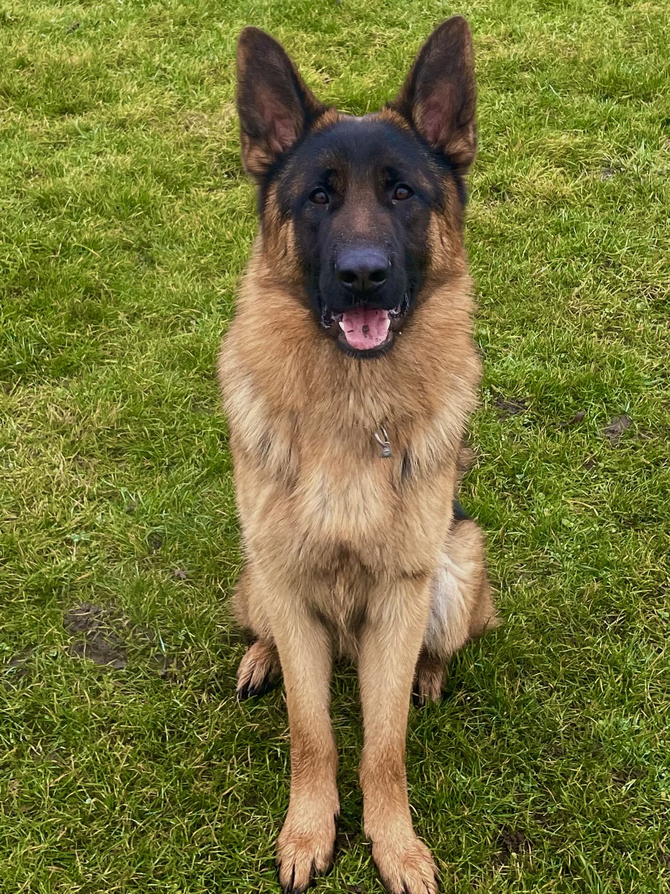 Geschirrtücher-Set – 4 Stück, Waffelgewebe, Lustiger Deutscher Schäferhund Aufdruck (40,6 X 61 Cm)