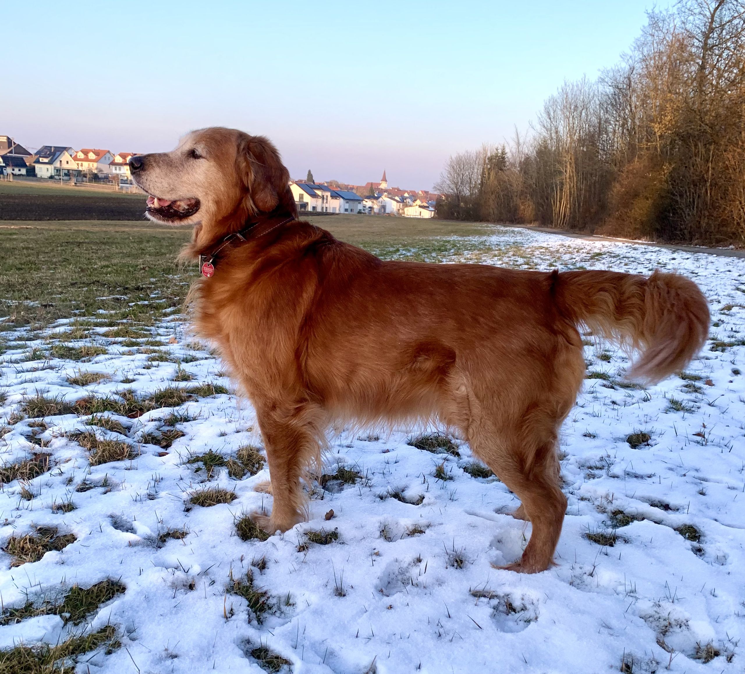 Tiptoi® Golden Retriever Rüde – Interaktive Spielfigur Mit Geräuschen & Spielen