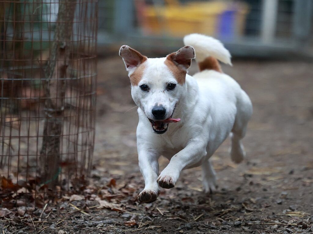 Update: Rusty sucht aktives Zuhause