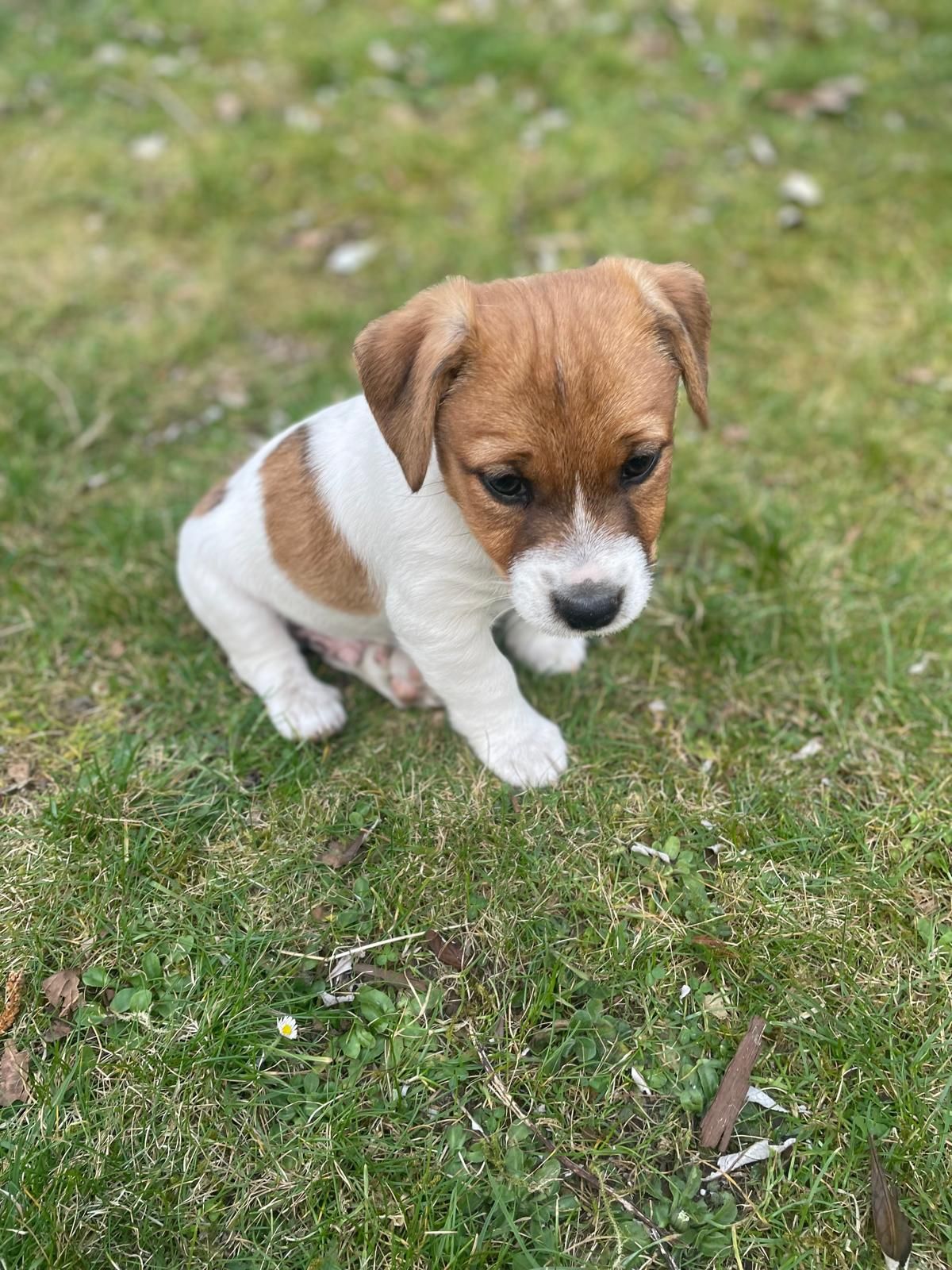 Hunde Parson Russell Abzugeben Terrier Welpen Russell Hunderasse