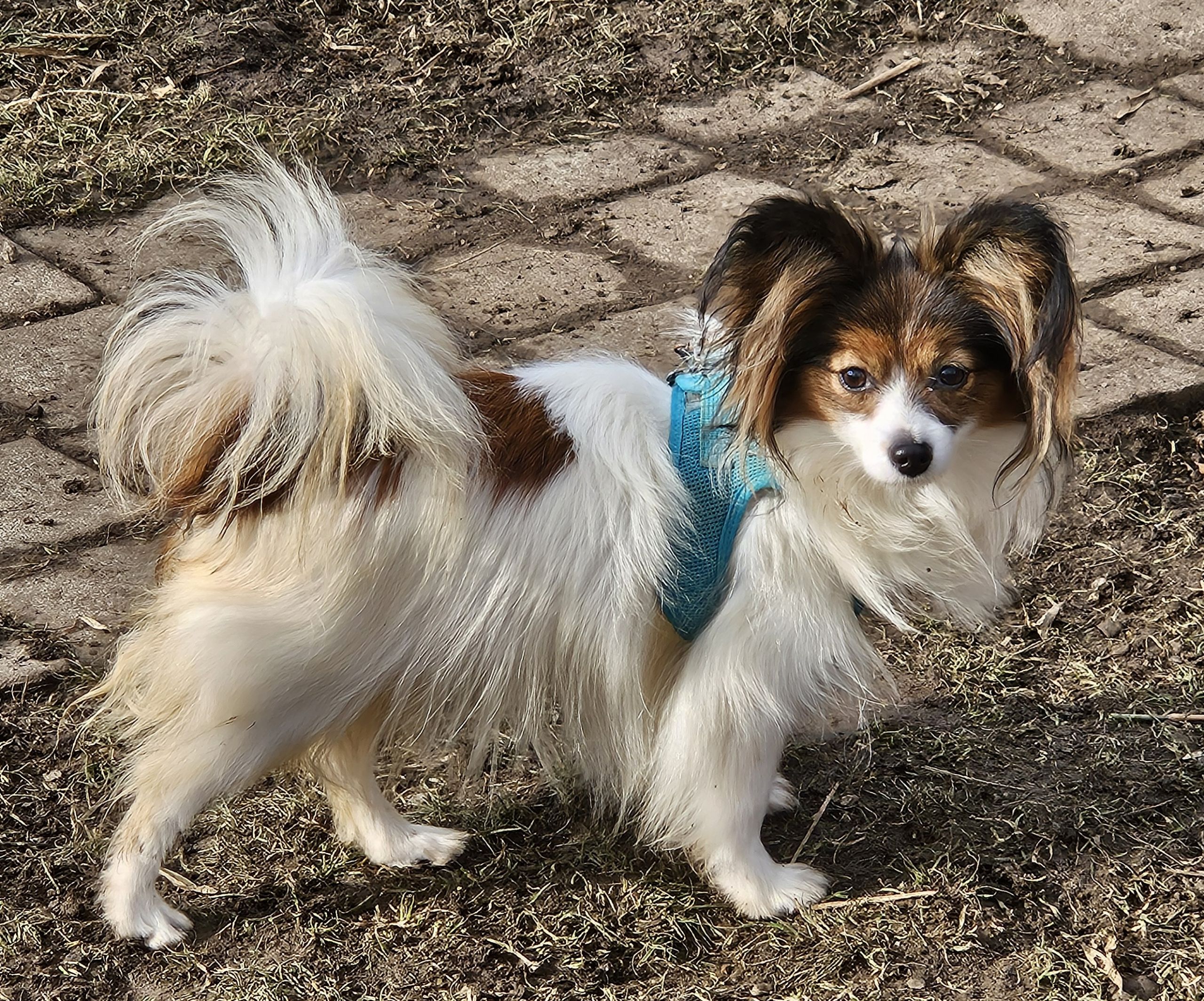 Shiba Icon Shiba Inu With Floppy Ears Shiba Inu Water From Japan