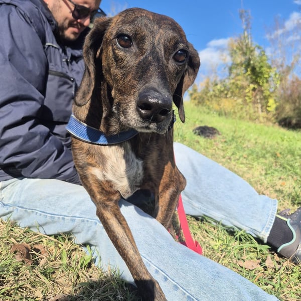 .Monalisa - liebevolle, sanfte Begleiterin wünscht sich einen Kuschelplatz nicht nur für den Winter