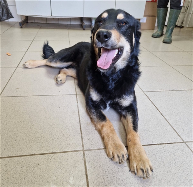 Deutscher Schäferhund Hündin 3 Jahre Black And Tan