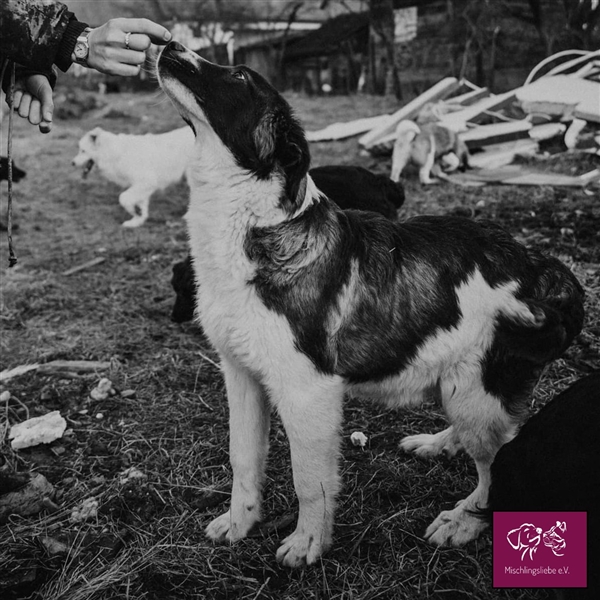 Biff ❤️– Hübscher Hundejunge möchte so gerne ausreisen