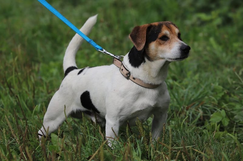Tierheim Tierschutz Jack Russell Terrier Welpen Parson Jack