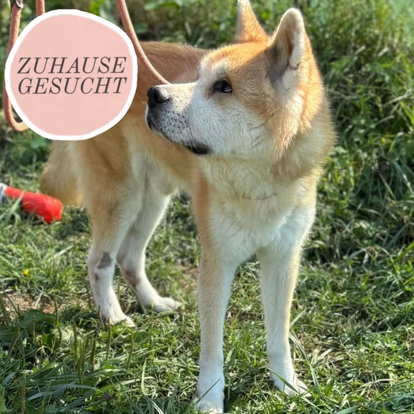 Ruhiger Don sucht sein Zuhause ❤️