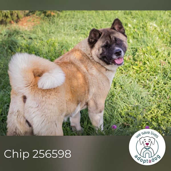 Chip 256598: sucht ein Zuhause