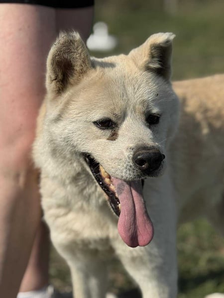 Hachiko, geboren 14.02.2015, 62cm sucht sein letztes Glück