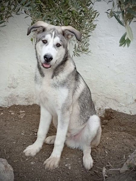 Lope, freundlich und sehr sozial