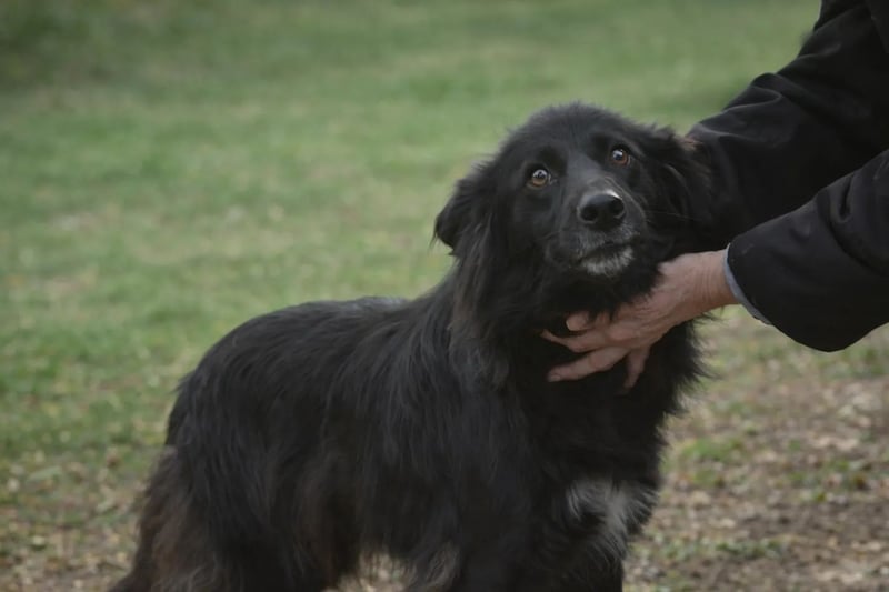 Rosi - voller Sehnsucht