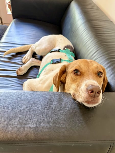 Zarte Foxhoubd ähnl. Hündin, 3J., gepflegt, stubenrein