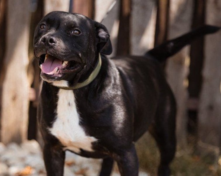 Liebenswerter Pit-Bull-Jungrüde ♥ Nero ♥ sucht sein Lebensglück