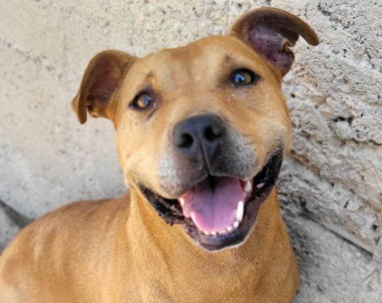 Piti-Mix-Mädchen ♥ Liv ♥ Vermittlung zB. CH-A-NL-B