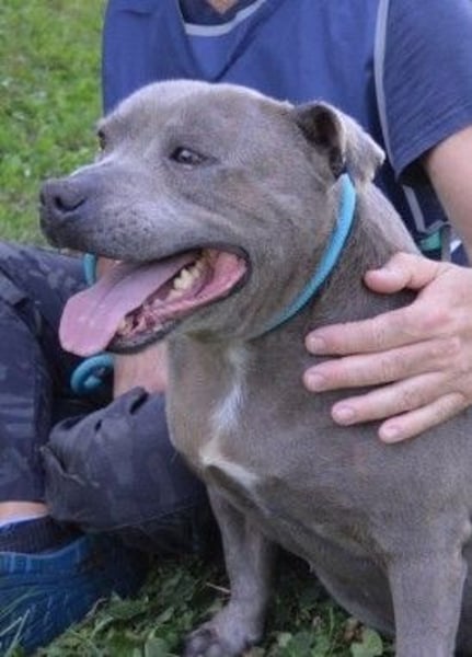 Bombolotto - Verliere bitte nicht die Hoffnung