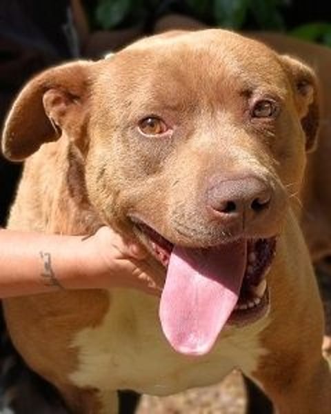 Brack - Wunderschön und kräftig